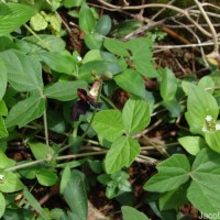 Macroptilium atropurpureum (DC.) Urb.